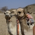 camel_desert_ma_v_0307_egy3582.jpg